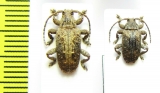 Cerambycidae sp.  South Africa Rep. - INSECTS-STORE.RU