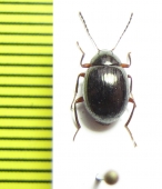 Amarygmus horni  Indonesia, Papua - INSECTS-STORE.RU