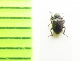 Elmis maugetii megerlei  Belorussia - INSECTS-STORE.RU