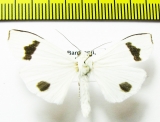 Erebidae sp.  Bhutan - INSECTS-STORE.RU