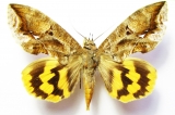 Noctuidae - INSECTS-STORE.RU
