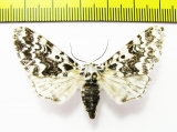 Panthea coenobita  Russia - INSECTS-STORE.RU