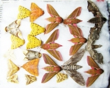 Lepidoptera sp.  Russia, Tver reg. - INSECTS-STORE.RU