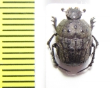 Gymnopleurus sp.  South Africa Rep. - INSECTS-STORE.RU