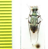 Cylindera paucipilina  Myanmar - INSECTS-STORE.RU