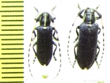 Agapanthia coeruleipennis, pair  Turkey - INSECTS-STORE.RU