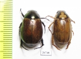 Rutelinae sp.  Panama - INSECTS-STORE.RU
