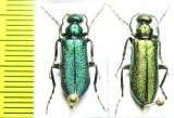 Alosimus sp.  Turkey, Amasya prov. - INSECTS-STORE.RU