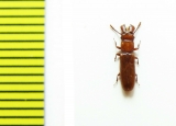 Prostomidae, Prostomis mordax  Russia, Far East - INSECTS-STORE.RU