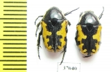 Phoxomela umbrosa  South Africa Rep. - INSECTS-STORE.RU