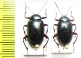 Amarygmus ledermanni  Indonesia, Papua - INSECTS-STORE.RU