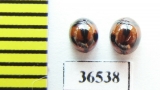 Tenebrionidae sp.  Malaysia, Borneo - INSECTS-STORE.RU