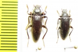 Evaostetha petri, pair  Malaysia - INSECTS-STORE.RU