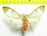 Erebidae sp.  Bhutan - INSECTS-STORE.RU