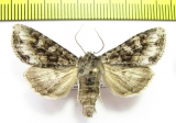 Polia bombycina  Russia, Buryatia reg. - INSECTS-STORE.RU