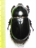 Oryctoderus latitarsis  Indonesia, Papua - INSECTS-STORE.RU