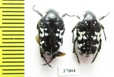 Cetoniinae sp.  South Africa Rep. - INSECTS-STORE.RU