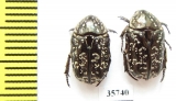 Cetoniinae sp.  Zambia - INSECTS-STORE.RU