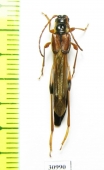 Necydalis major, female  Russia, Tver reg. - INSECTS-STORE.RU