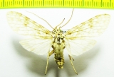Erebidae sp.  Bolivia - INSECTS-STORE.RU