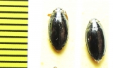 Gyrinus caspius  Russia, Crimea - INSECTS-STORE.RU