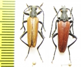 Lepturalia nigripes rufipennis  Russia, Tuva reg. - INSECTS-STORE.RU