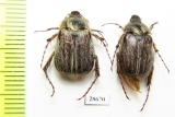 Melolonthinae sp.  Botswana - INSECTS-STORE.RU