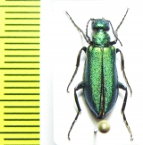 Alosimus viridissimus  Morocco - INSECTS-STORE.RU