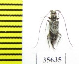 Cerambycidae sp.  Madagascar - INSECTS-STORE.RU