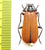 Pyrochroidae sp.  China, Shaanxi prov. - INSECTS-STORE.RU