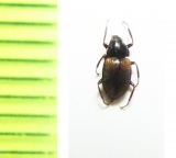 Heterlimnius hasegawai  Russia, Far East - INSECTS-STORE.RU