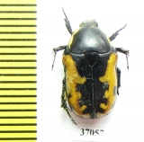 Phoxomela umbrosa  South Africa Rep. - INSECTS-STORE.RU