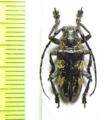 Abryna coenosa  Philippines - INSECTS-STORE.RU
