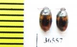 Platydema sp.  Malaysia, Borneo - INSECTS-STORE.RU