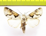 Noctuidae sp.  Honduras - INSECTS-STORE.RU