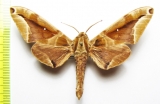 Parum colligata  Laos - INSECTS-STORE.RU