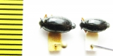 Gyrinus distinctus  Russia, Crimea - INSECTS-STORE.RU