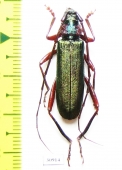 Aromia moschata cruenta, male  Tajikistan - INSECTS-STORE.RU