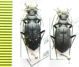 Cicindela longilabris  Canada - INSECTS-STORE.RU