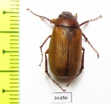 Hilyotrogus bicoloreus  Russia, Far East - INSECTS-STORE.RU