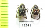 Hopliini sp.  South Africa Rep. - INSECTS-STORE.RU