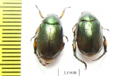 Rutelinae sp.  Panama - INSECTS-STORE.RU