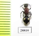 Mutillidae sp.  Zambia - INSECTS-STORE.RU