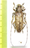 Acalolepta rusticatrix lumawigi  Philippines - INSECTS-STORE.RU