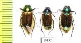 Eulasia sp.  Iran, Lorestan prov. - INSECTS-STORE.RU