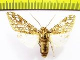 Erebidae sp.  Bolivia - INSECTS-STORE.RU