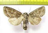 Polia tiefi  Russia, Altai reg. - INSECTS-STORE.RU