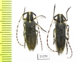 Agapanthia muellneri, pair  Kirgizstan - INSECTS-STORE.RU