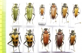Lepturobosca virens, Pachyta quadrimaculata, Stictoeptura rubra, S.tonsa  Russia - INSECTS-STORE.RU