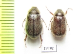 Holochelus fusculus  Iran, Boyer-Ahmad prov. - INSECTS-STORE.RU